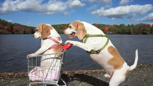 厉害了我的汪!汪星人推婴儿车,比保姆还细心!