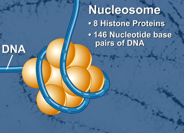 plus课堂|chromatin remodeling