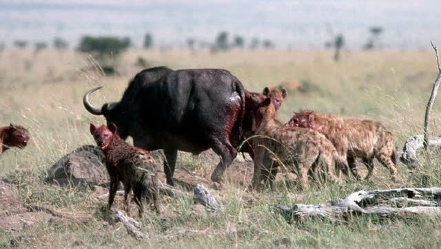 900公斤非洲水牛遭19只鬣狗掏肛走头无路求助摄影师