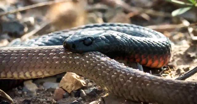 同类相煎!实拍两蛇相争小蛇惨遭大蛇活吞