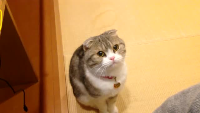 喵君要不要这么萌!这只搓手猫真是萌化了