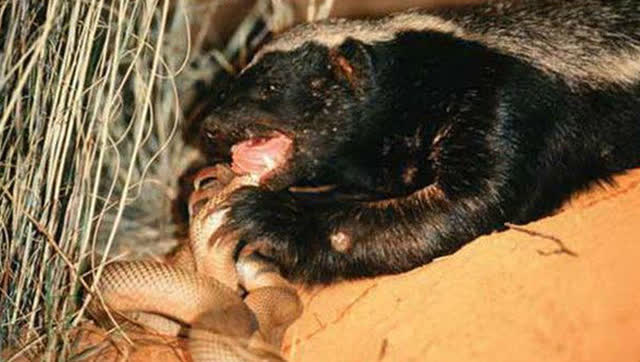 赶去捕蛇的蜜獾,看到毒蛇直接开口啃,吃完还不忘舔了两下手指