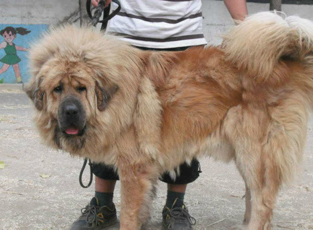 呆了!土狗vs藏獒 激战丝毫无惧色