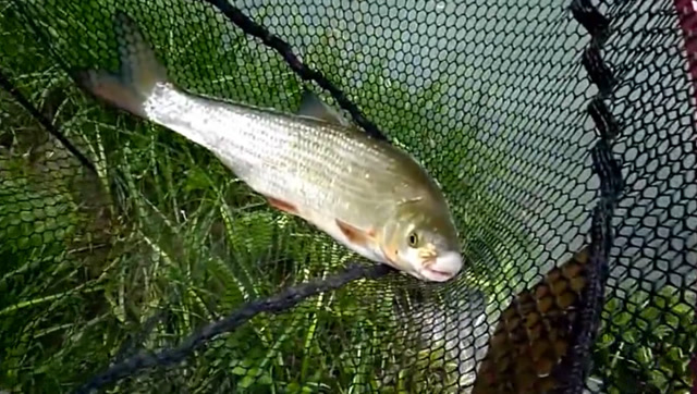 下雨天,鱼钩扔下去就上钩,钓上一条"猪嘴鱼"