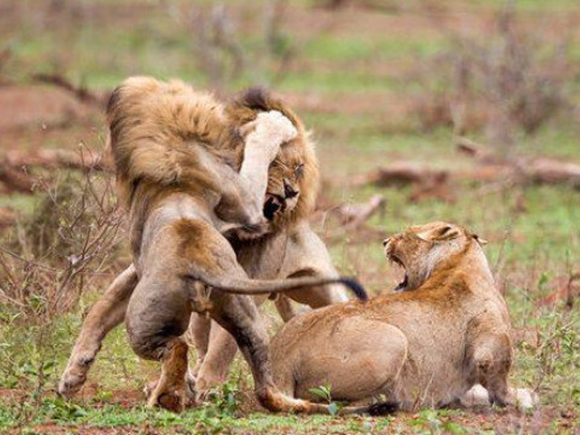 实拍一群狮子发情交配