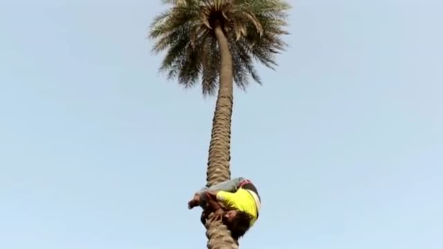 印度的孙悟空,翻跟头爬树样样精通
