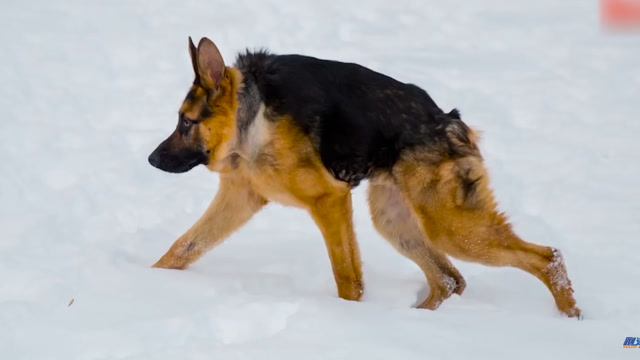 无脖子的驼背狗狗,被主人抛弃,没想到全世界仅有13只!