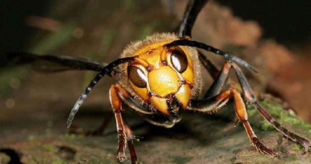 螳螂是凶猛的肉食动物,可是遇到大黄蜂就麻烦了!