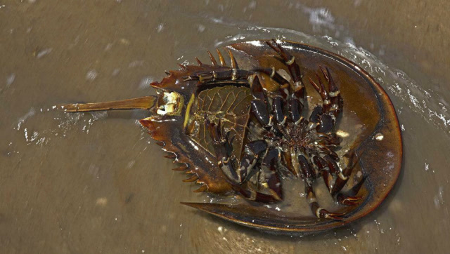 海鲜这么吃:这种叫做鲎的海鲜你吃过吗? 看起来没什么肉啊