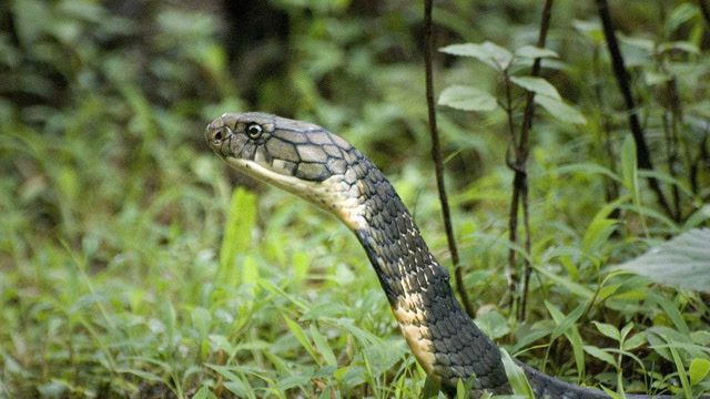 野外发现的巨型眼镜王蛇,这体型说是蛇王也不过分!