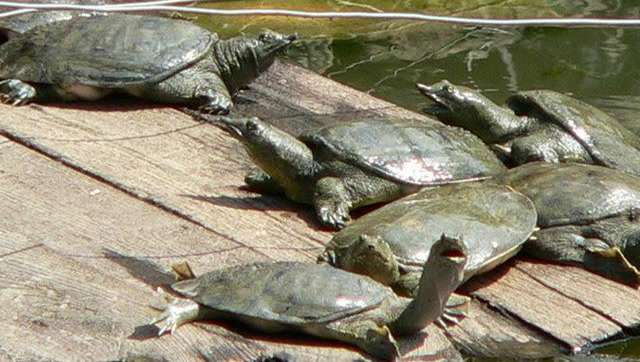 农村一个不起眼的小池塘,扒开水草捉上来8000多只甲鱼