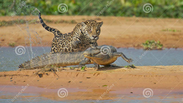 猎豹偷袭鳄鱼,大战一触即发!