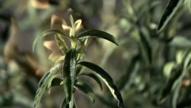 岩蔷薇,通过自燃来消灭竞争对手