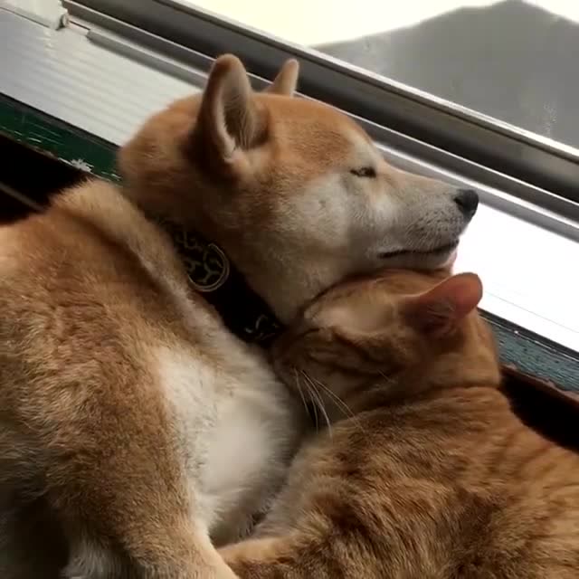 橘猫依偎着柴柴睡着了,一脸甜蜜