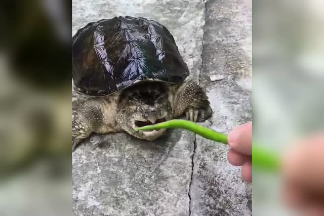作死小伙用辣椒逗乐鳄鱼龟,下一秒被吓得手抖