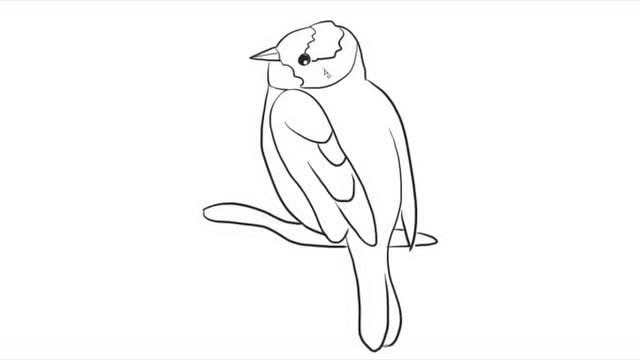 白头翁儿童亲子简笔画 宝宝轻松学画画