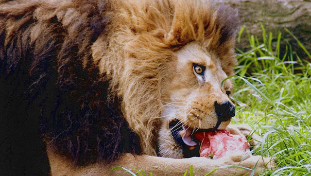 狮群围着吃肉,调皮的小狮子还去抢肉,狮王这表情亮了