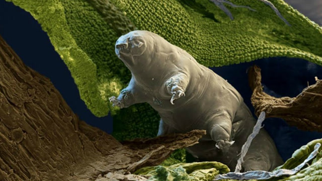 地球上几乎永生的生物,活了500年被不小心弄死!
