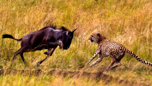 这只角马妈妈为何放弃进攻呢?再有一次它就能救出幼崽