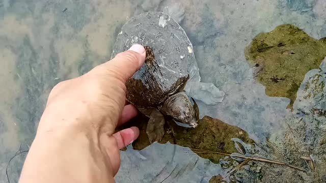 放生现场,这只小甲鱼连续四次返回岸边不肯离去