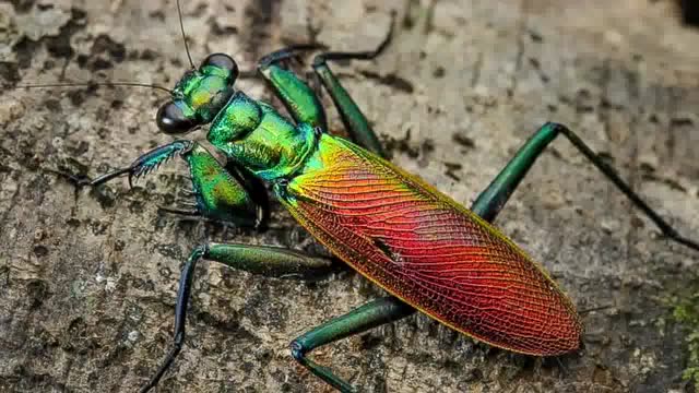 你见过几种颜色的螳螂粉红的见过么彩色的见过么