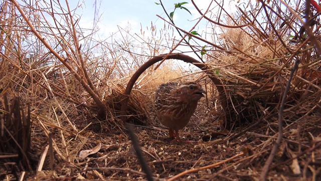 大叔草丛做陷阱抓鹌鹑,陷阱不仅简单成功率还很高