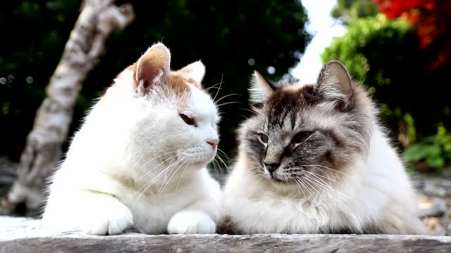 两只上镜的猫猫,是不是很配合,绝对是猫星人啊