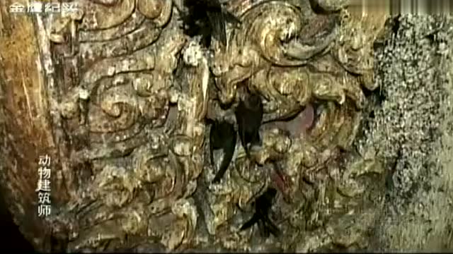 6分钟纪录片：燕窝背后的残忍