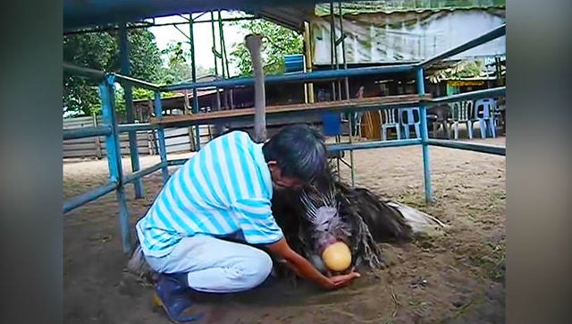 实拍鸵鸟生蛋,蛋很大生得很辛苦!