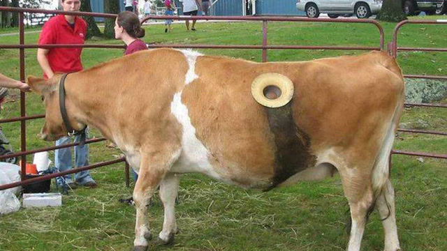 主人在牛肚子上开了个洞,很多人都感到愤怒,得知真相却说做的好