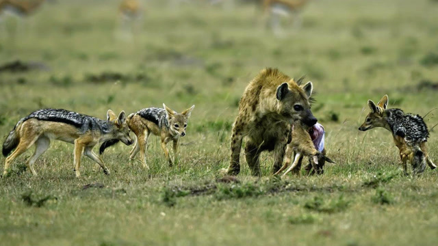鬣狗大战8只豺狼,狼群与鬣狗最激烈搏斗,最终鬣狗叼走一只豺狼