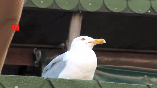 海鸥突然仰天大笑