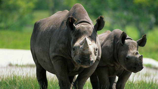 老虎大战3000公斤犀牛,犀牛看到纹身的老虎都怕了!