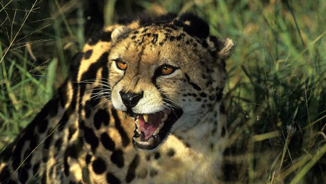 现在世界上很难见到的珍奇异兽—野生帝王猎豹