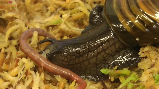 实拍蚂蟥吃蚯蚓的精彩瞬间,全程仅需几秒