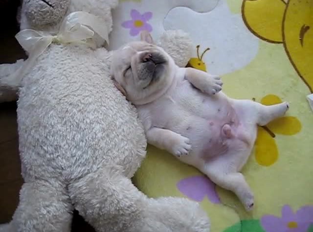 萌物小奶狗躺着睡觉,四肢不时抖动,可爱极了!