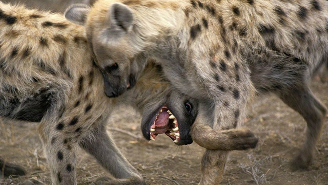 狼群vs鬣狗群:拼起来的话,谁的战斗力强?