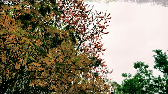 兰州理工大学技术工程学院记者站2017银杏林秋