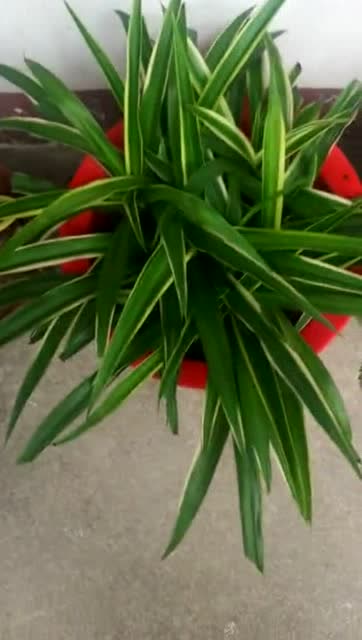 养花小技巧:防辐射花草你知道几个,看看就知道了!