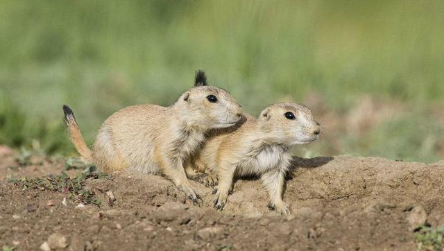 草原犬鼠天生的绝招让捕食者无从下手,厉害了