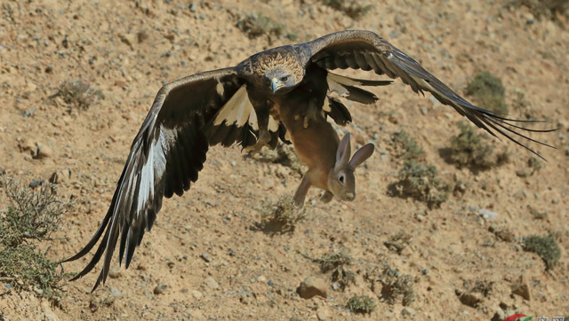 老鹰一出手,抓兔子就跟玩似的!