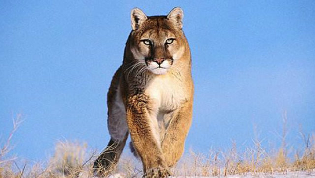 美洲狮大战花豹 双方见面就开打 场面甚是激烈