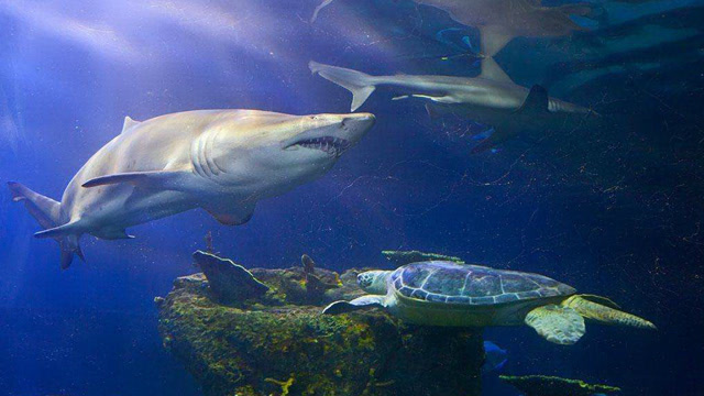 实拍鲨鱼捕杀海龟,一口咬断海龟腿,这么大海龟可惜了!