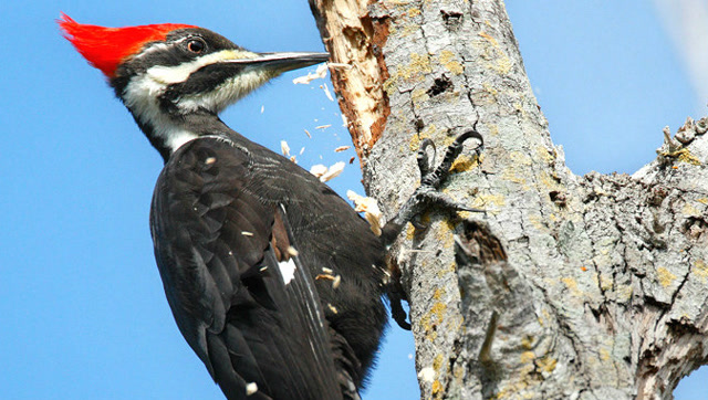 啄木鸟每天啄木一万多次!为啥不会得脑震荡?