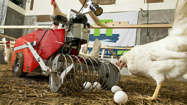 国外自动捡蛋机器人散鸡场5秒钟捡1个24万也要买
