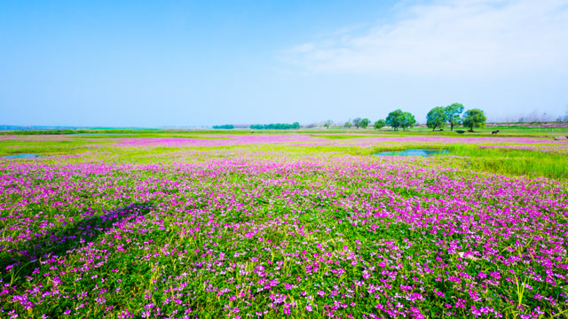 监利何王庙的紫云英花海