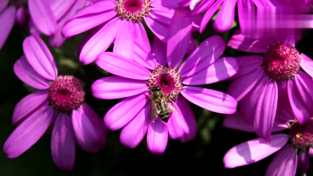 张雨晨新歌陌上花开等你来 太甜美了