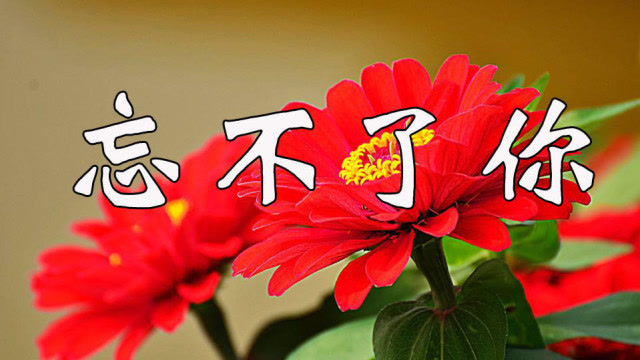 忘不了你,放不下你,好醉人的一首歌