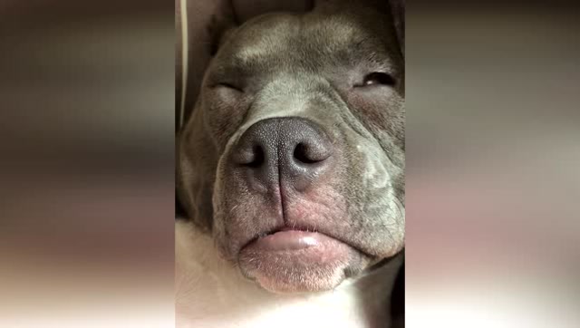 狗狗闷头大睡打不醒