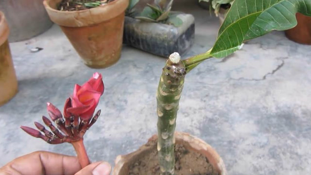 鸡蛋花如何扦插?枝条的选择和处理是关键